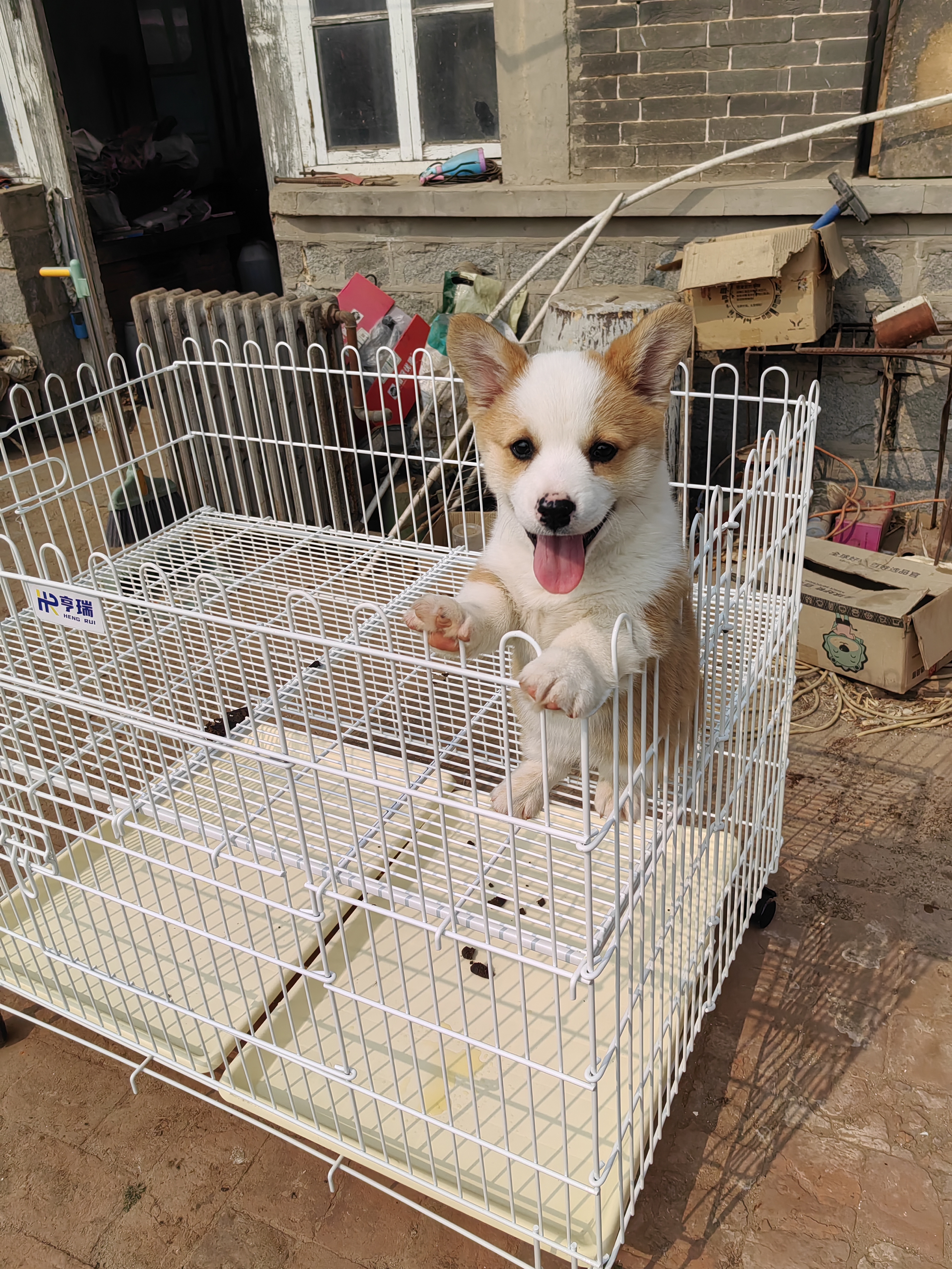 三通大围脖精品柯基弟弟
